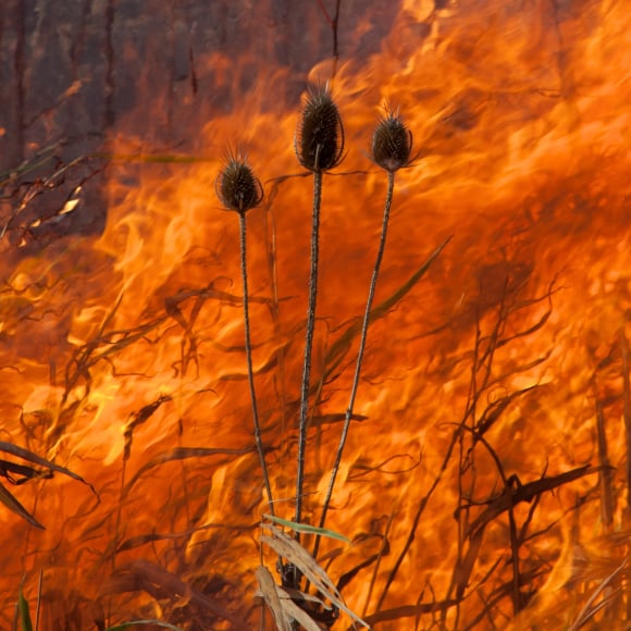 Burn No. 92, 2011 - Jane Fulton Alt