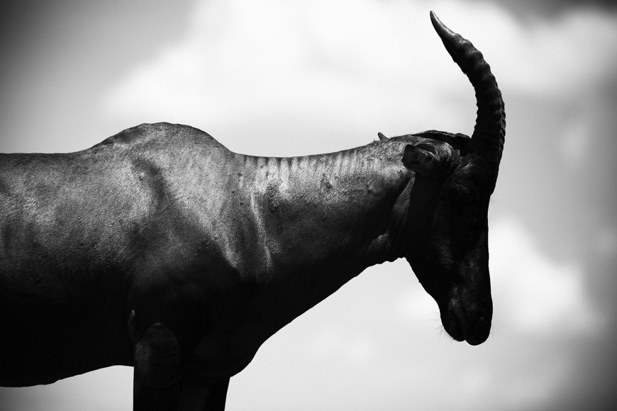 AFRICA, KENYA, JUNGLE, ELEPHANTS, ANIMALS, CHRISTIAN CRAVO