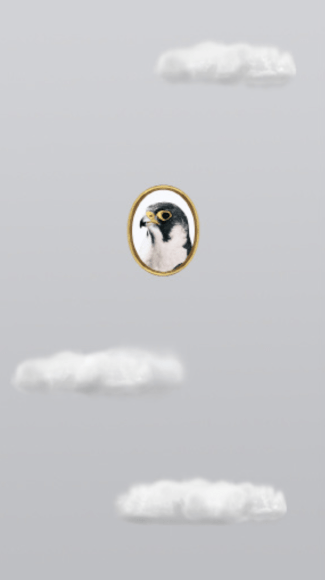 Guinevere (Peregrine Falcon), UHD video seamless loop 2017