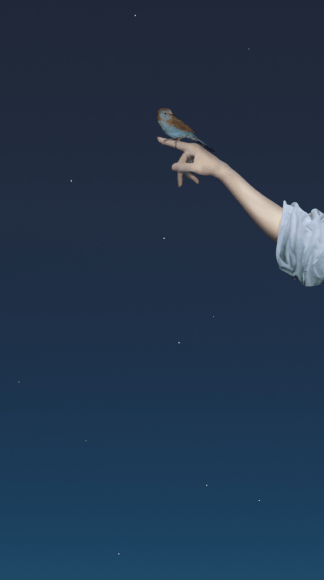 Wouter (Finch), UHD video seamless loop 2017