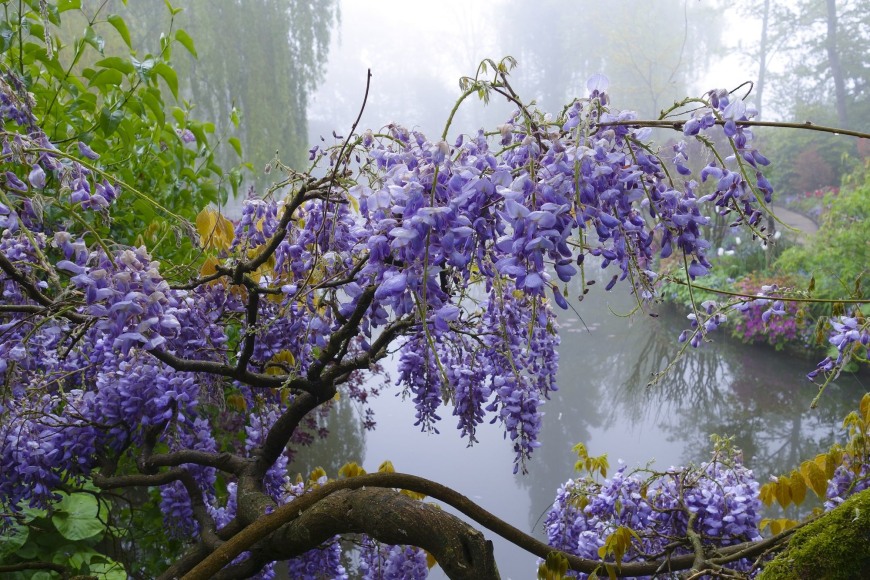 Giverny: 82, 2018, Archival Pigment Print; Signed on Verso