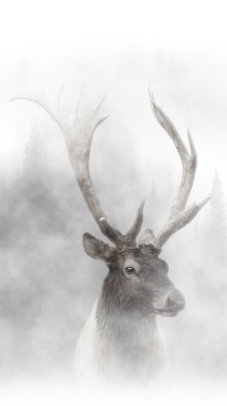 Elk, UHD video seamless loop