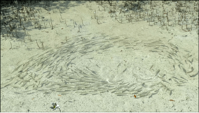 Jubal Mangrove Park, 75&rdquo; Monitor