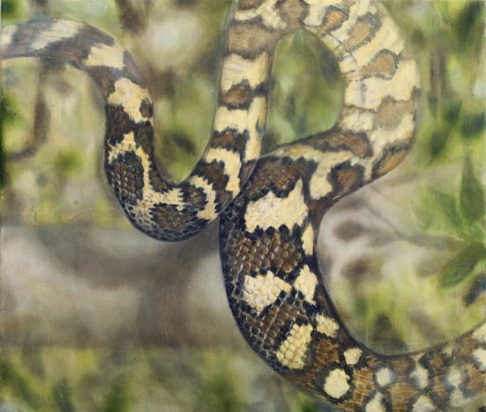 ELIZABETH THOMPSON, Python, 2010