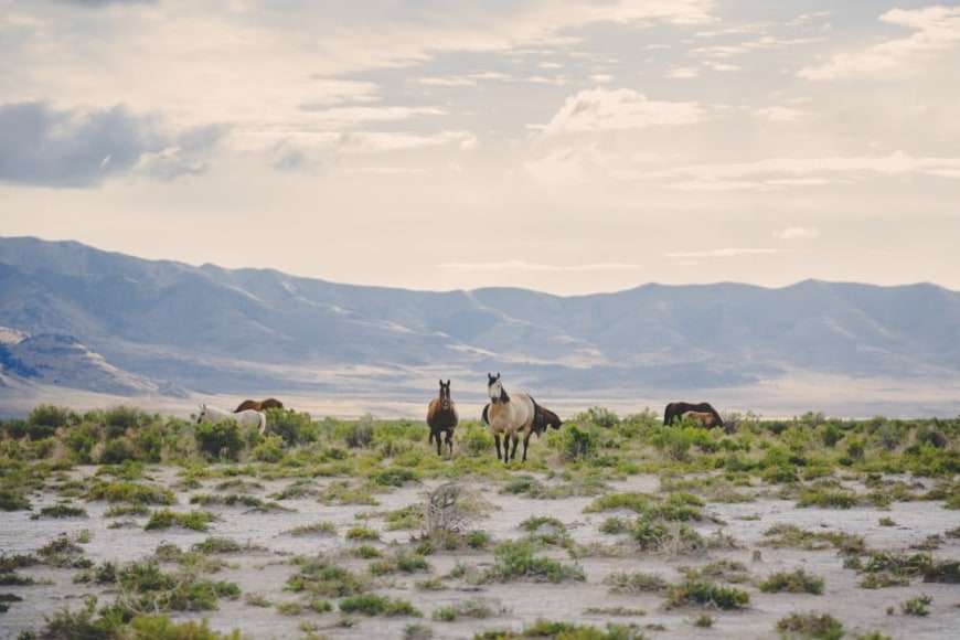 MATTHEW K. FIRPO, The Wilds, 2014