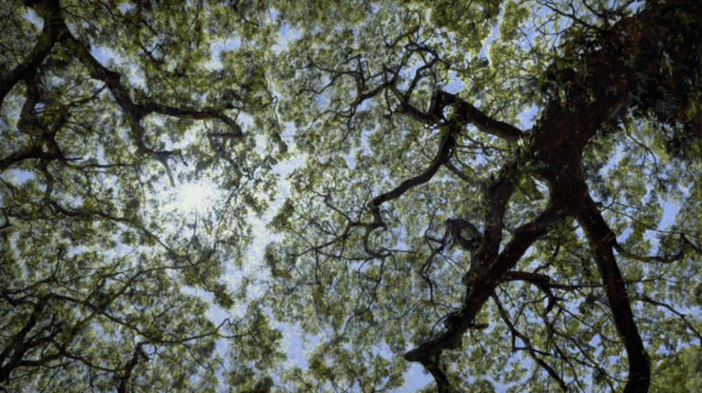 Shoja Azari and Sharam Karimi, Dreamscape IV, 2016