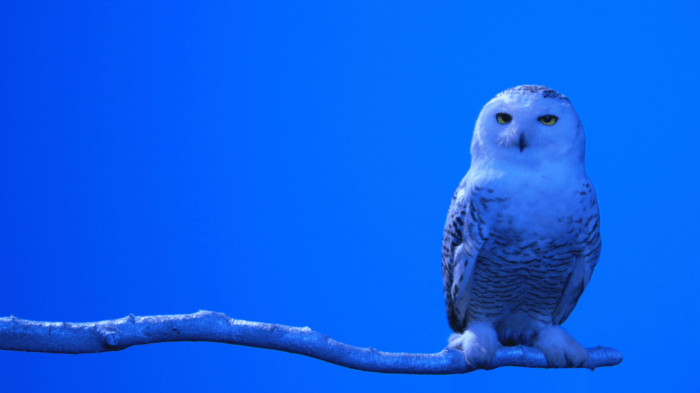 Kool, HD video seamless loop 2006 Music by Weber Arranged by Peter Cerone