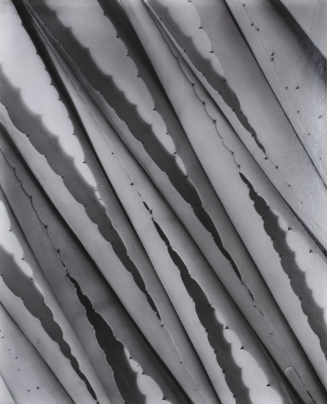 Imogen Cunningham Agave Design 2, c.1920
