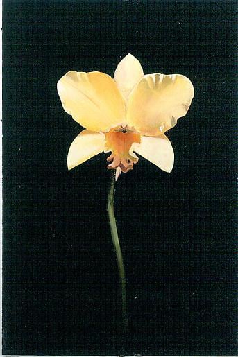 Michael Gregory Untitled, 2002