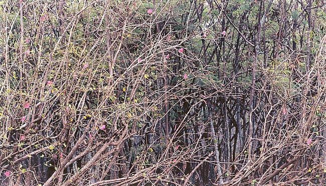 Axel Hutte Poipu - Hawaii