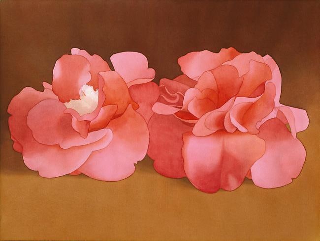 Two Pink Camellias