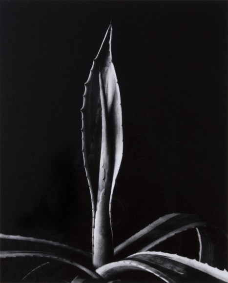 Imogen Cunningham Agave, 1920s