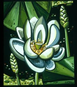 Water Magnolia 2004
