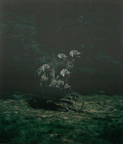 William Wegman Barrelling Barrow, 1990