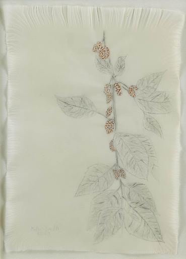 Kiki Smith Mulberry Drawing (85)