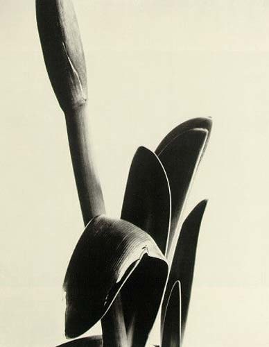 Imogen Cunningham Amaryllis, 1920
