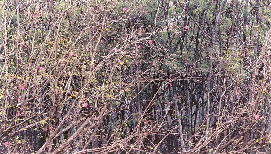 Axel Hütte Poipu - Hawaii, 2001