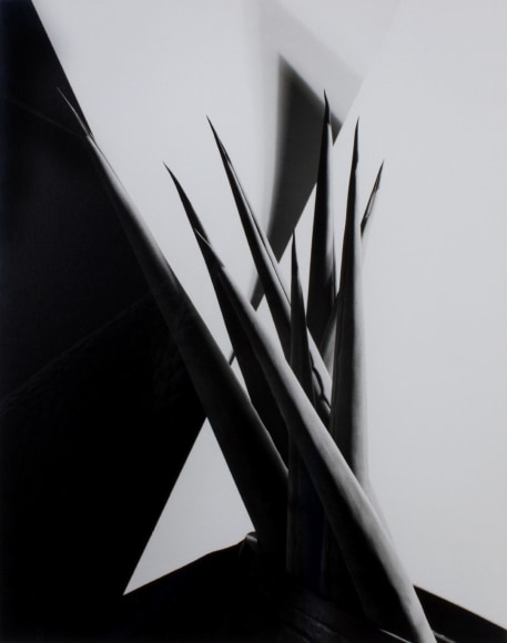 Imogen Cunningham Agave Design 1, 1920