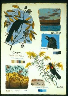 Black Birds 2004