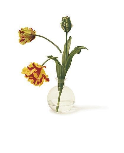 Donald Campbell Tulip Opening