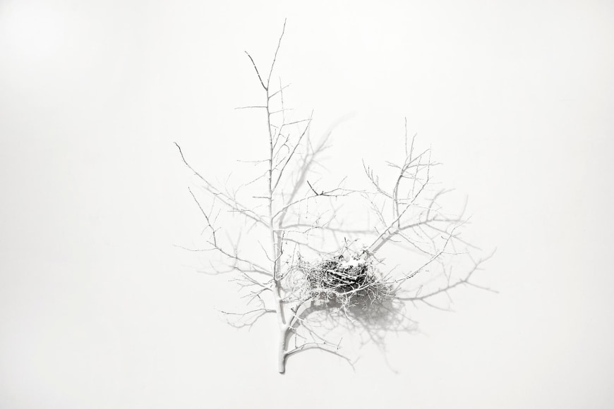 A whir among white branches great and small,