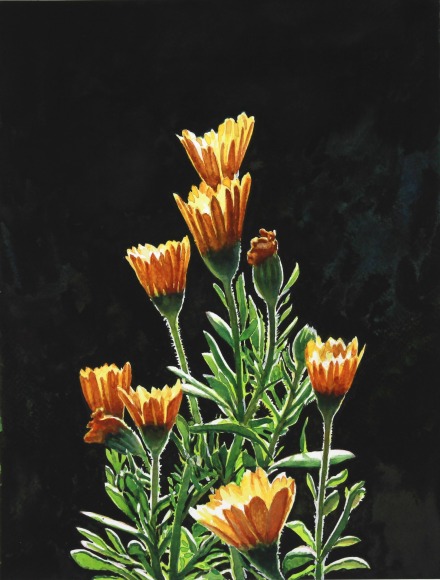 Tim Gardner, Calendulas
