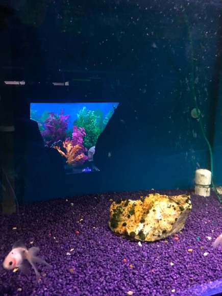 Gina Fischli, Life Is A Tale Told By An Idiot, 2019