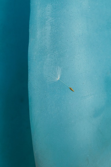 Nina Canell, Dolphin Dandelion