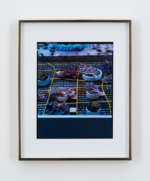 Elad Lassry, Untitled (Corals Grid)