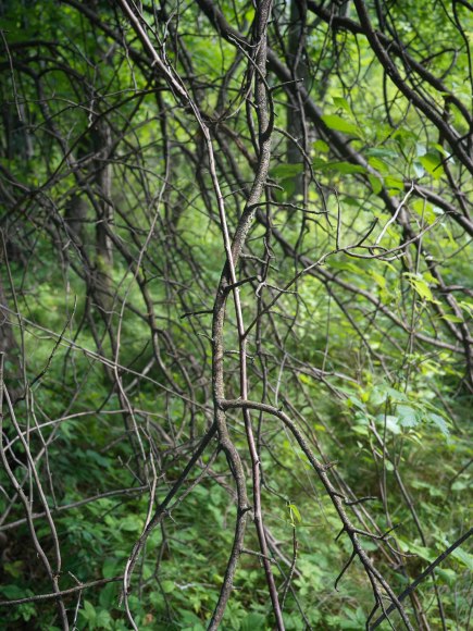 Stephen Shore, London, England, June 9, 2017