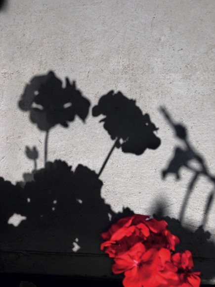 Collier Schorr, Arrangement #21 (Geraniums)