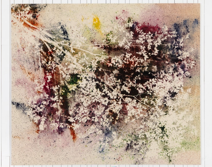 Sam Falls, Untitled (Hudson, NY, Hickory Tree), 2014