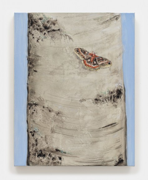 Tanya Merrill, Cecropia moth, white birch