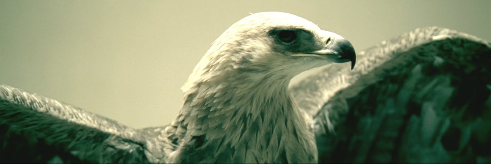 Doug Aitken, migration (empire), 2008