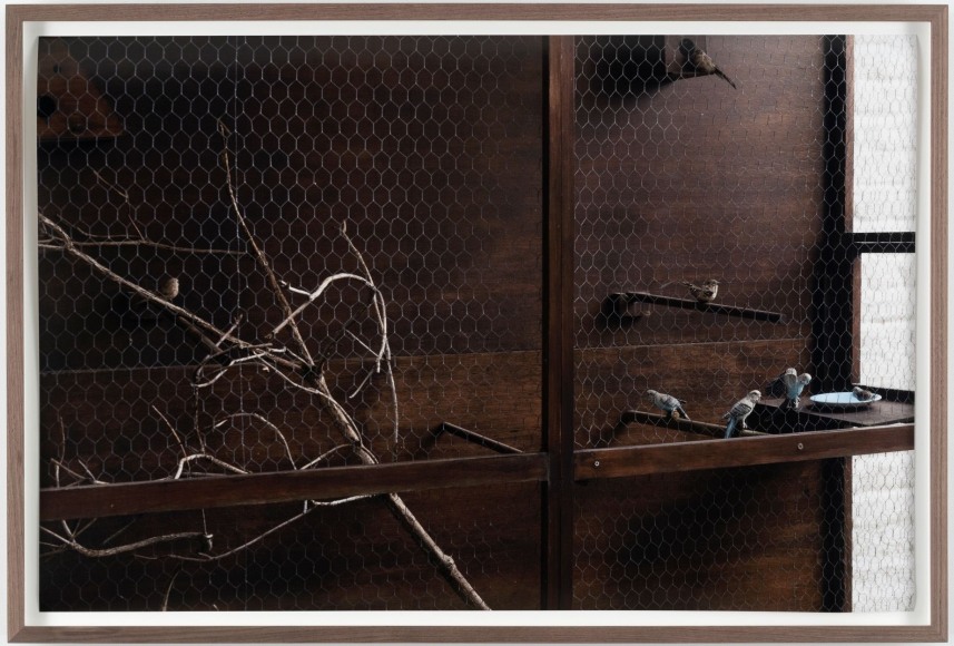 Marina Pinsky, Cage, 2016