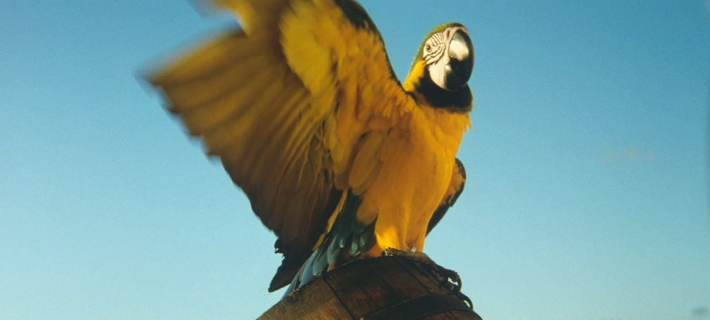 Rodney Graham, Vexation Island, 1997