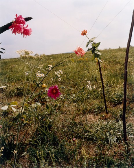 Collier Schorr, Arrangement #2 (Blumen)