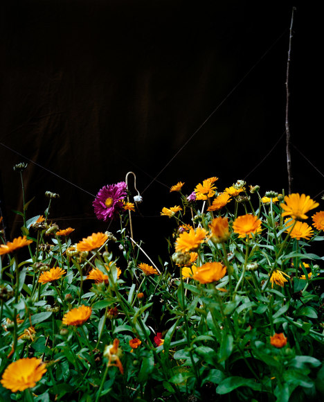 Collier Schorr, Arrangement #3 (Blumen), 2005