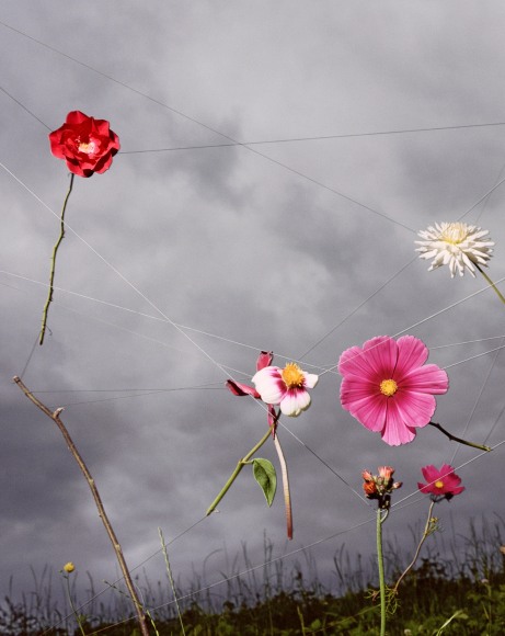 Collier Schorr, Arrangement #13 (Blumen)