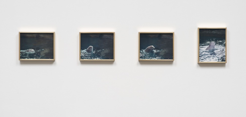 Elad Lassry, Porpoise, 2013