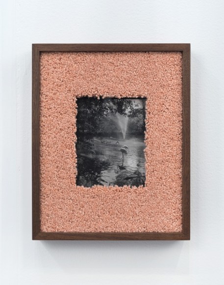 Elad Lassry, Flamingos, 2017