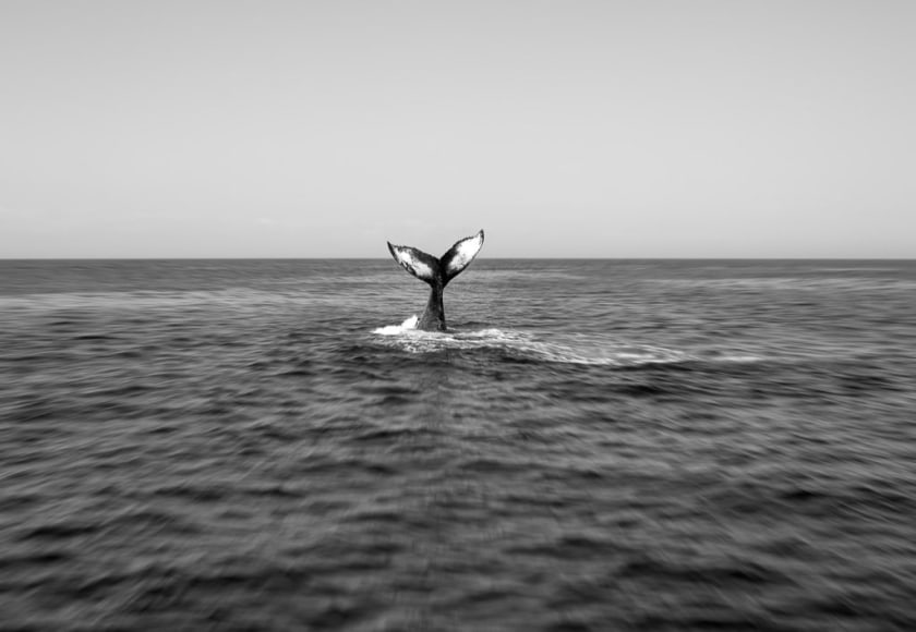 Peter Owsiany, Whale of a Print, 2010