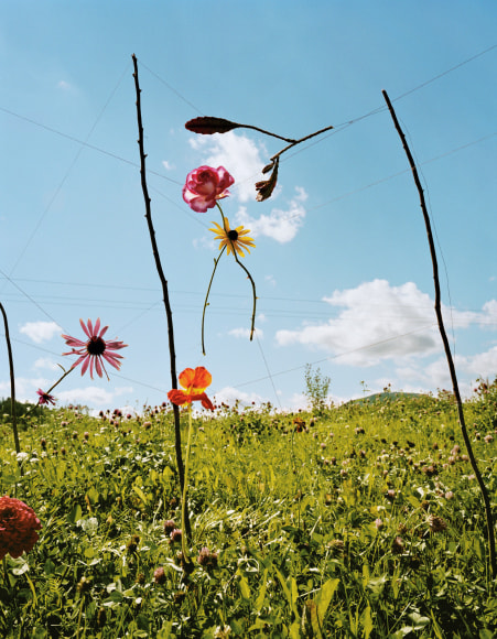 Collier Schorr&nbsp;, Arrangement #12 (Blumen)