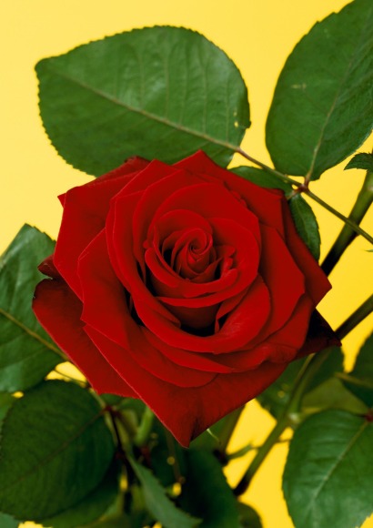 Hans-Peter Feldmann, 10 / Blumenbild #11