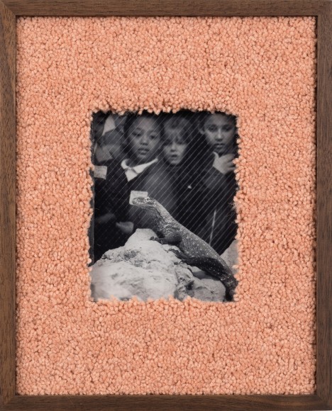 Elad Lassry, Untitled (Lizard), 2017