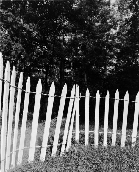 Collier Schorr, Fence (Kaninchenverein)