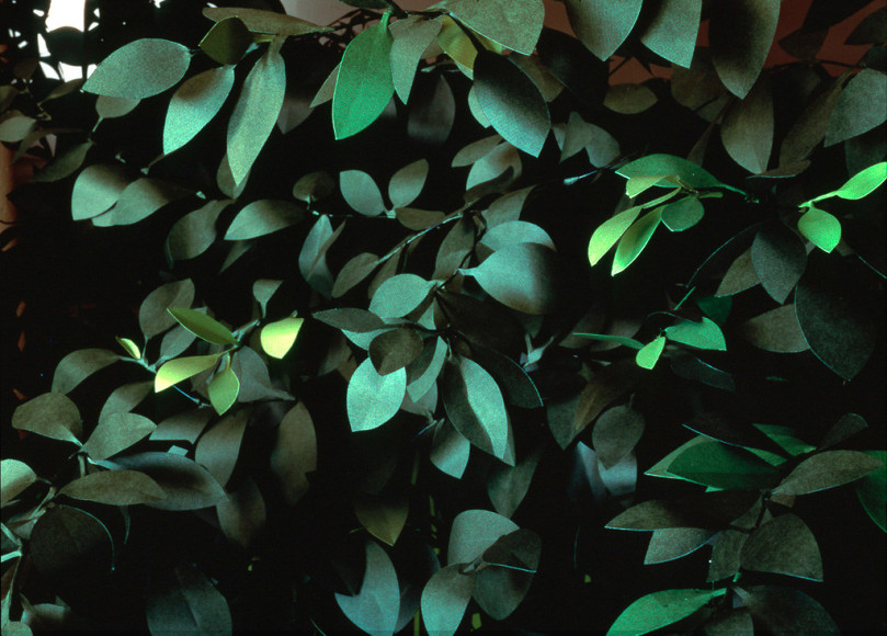 Thomas Demand, Hecke (Hedge), 1997