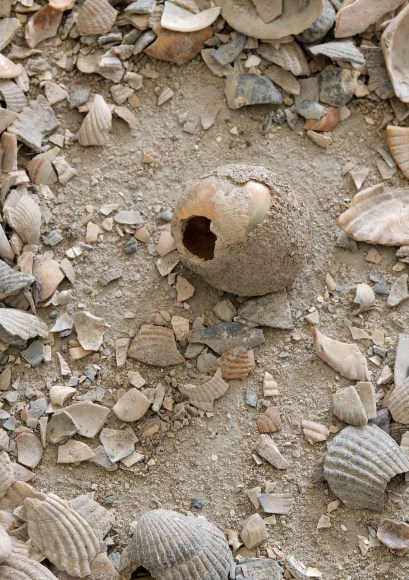 Nina Canell, Muscle Memory (7 Tonnes), 2022, hardscaping material from marine molluscs, Foto: © Robin Watkins