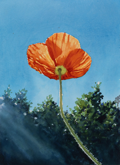 Tim Gardner, Cali Poppy