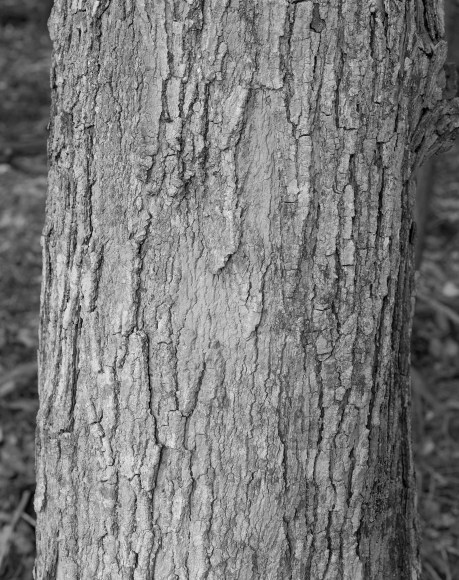 Stephen Shore, Untitled (Tree), 1990